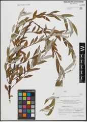 Foto von Salix alba L.